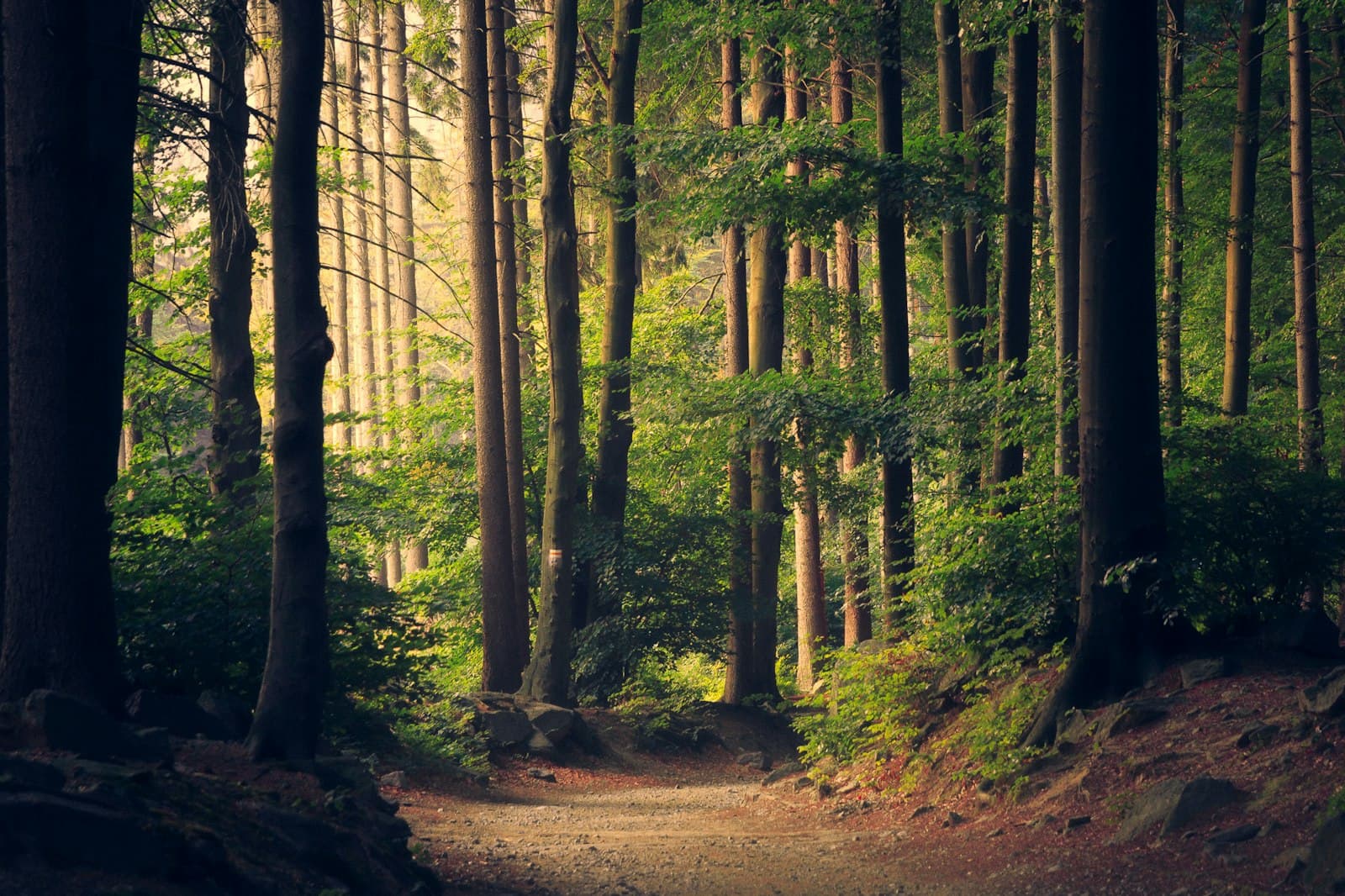 Terra rituals at Maris & Terra Noida — earth-grounded forest backdrop